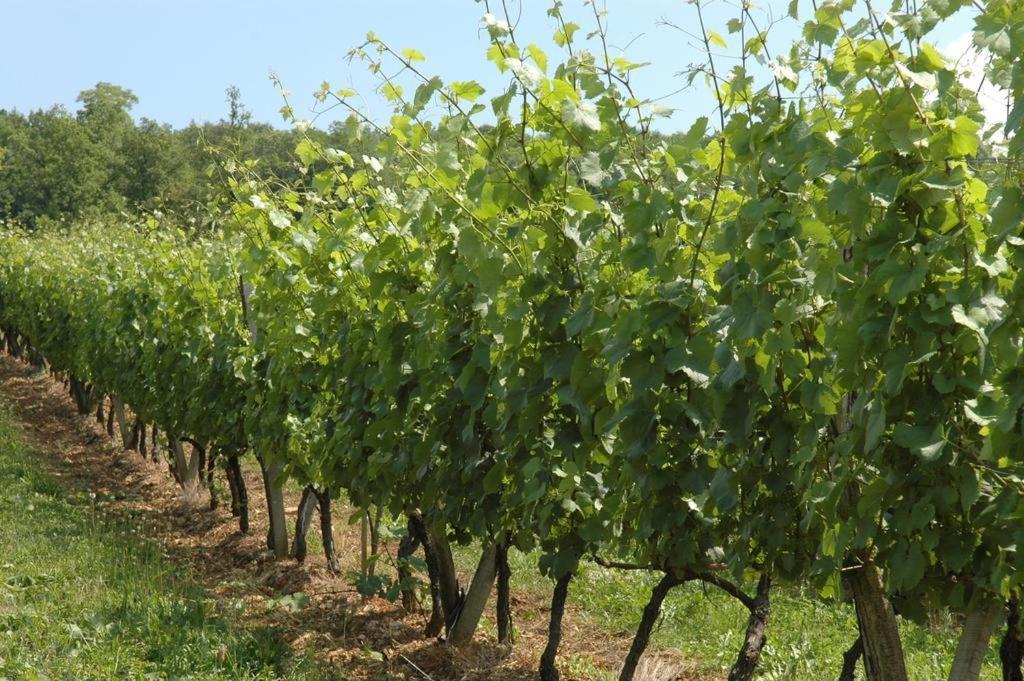 Chambres Sous Les Vignes Du Buttois Bussy-le-Grand エクステリア 写真